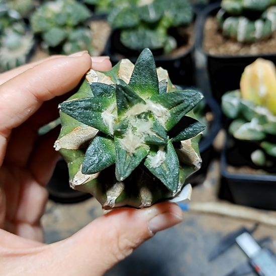 长尤龙角牡丹苗接870