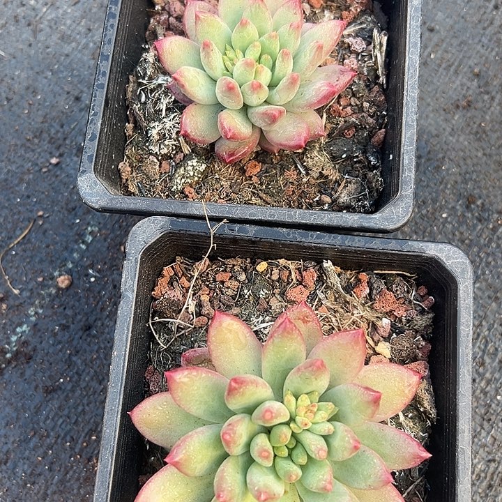 2盆美人特价一物一拍