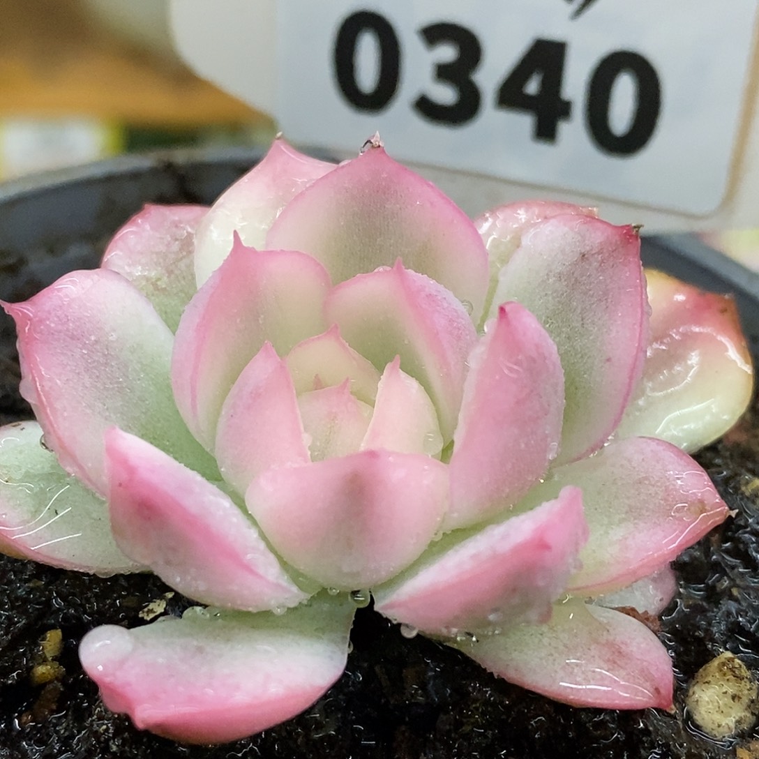 340哈哈哈哈哈哈哈哈哈