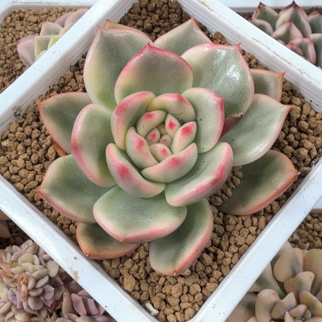 蔚蓝乌木锦  锦上园艺青岛场