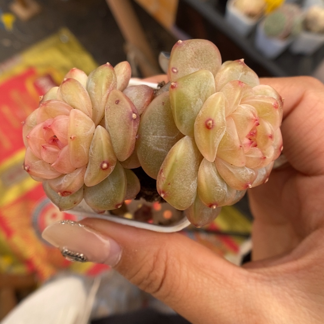 母本荔枝甜心可拍618号。 