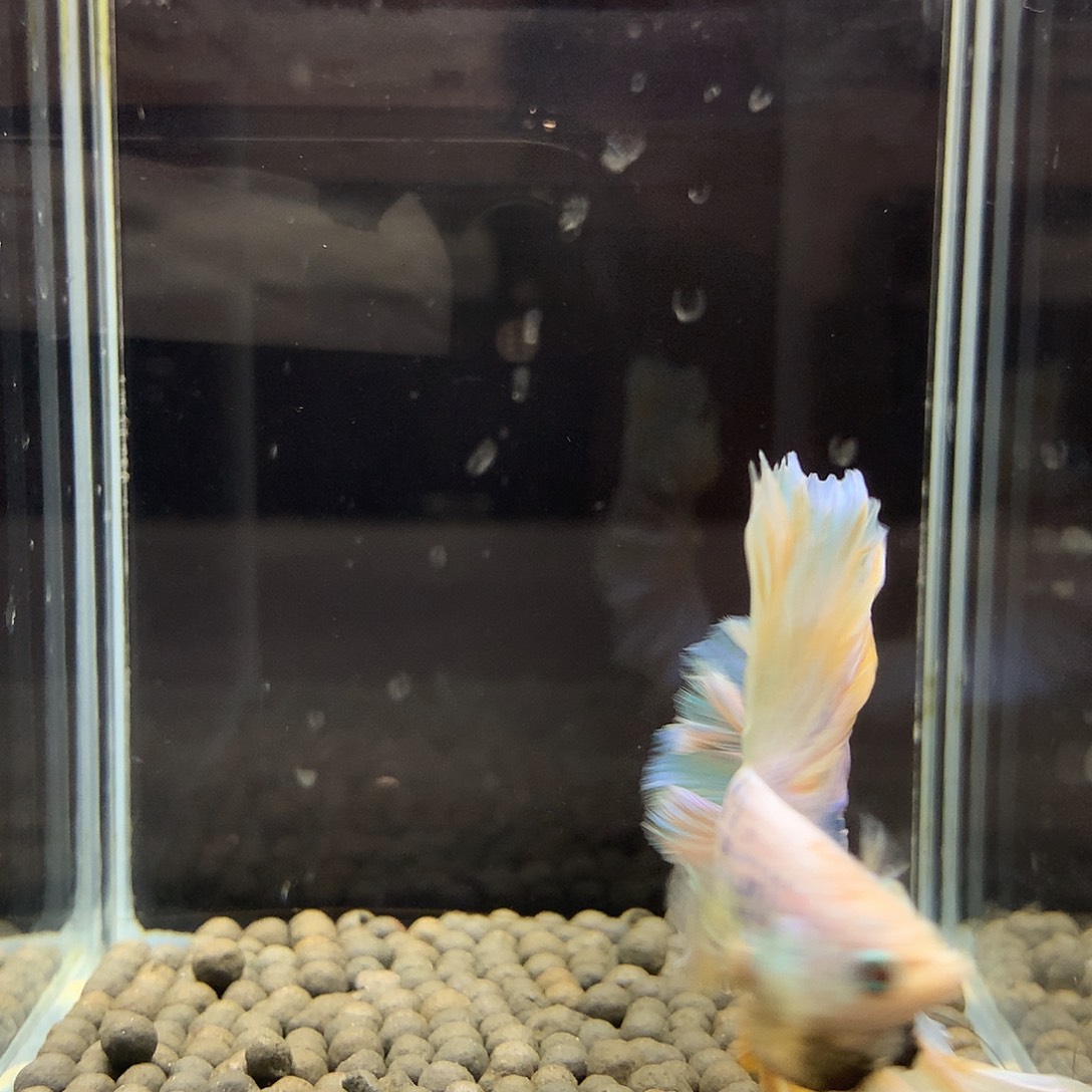 海水鱼七弟泰国斗鱼79