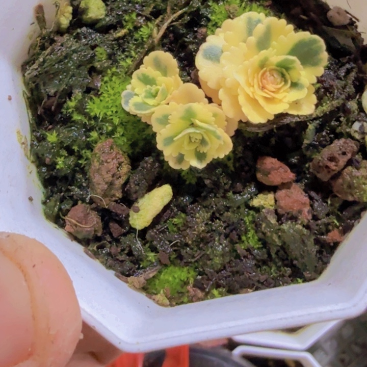 亚特兰提斯锦福利一颗