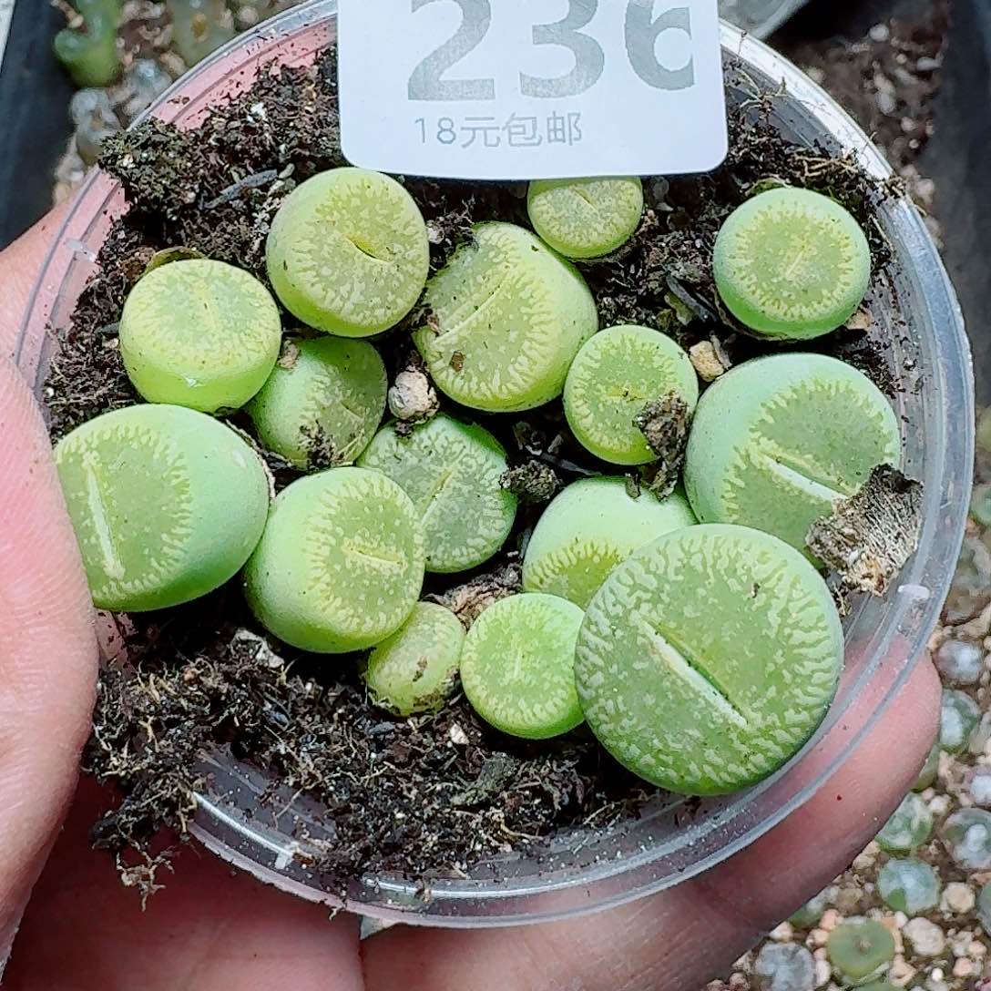 236多肉植物多肉植物