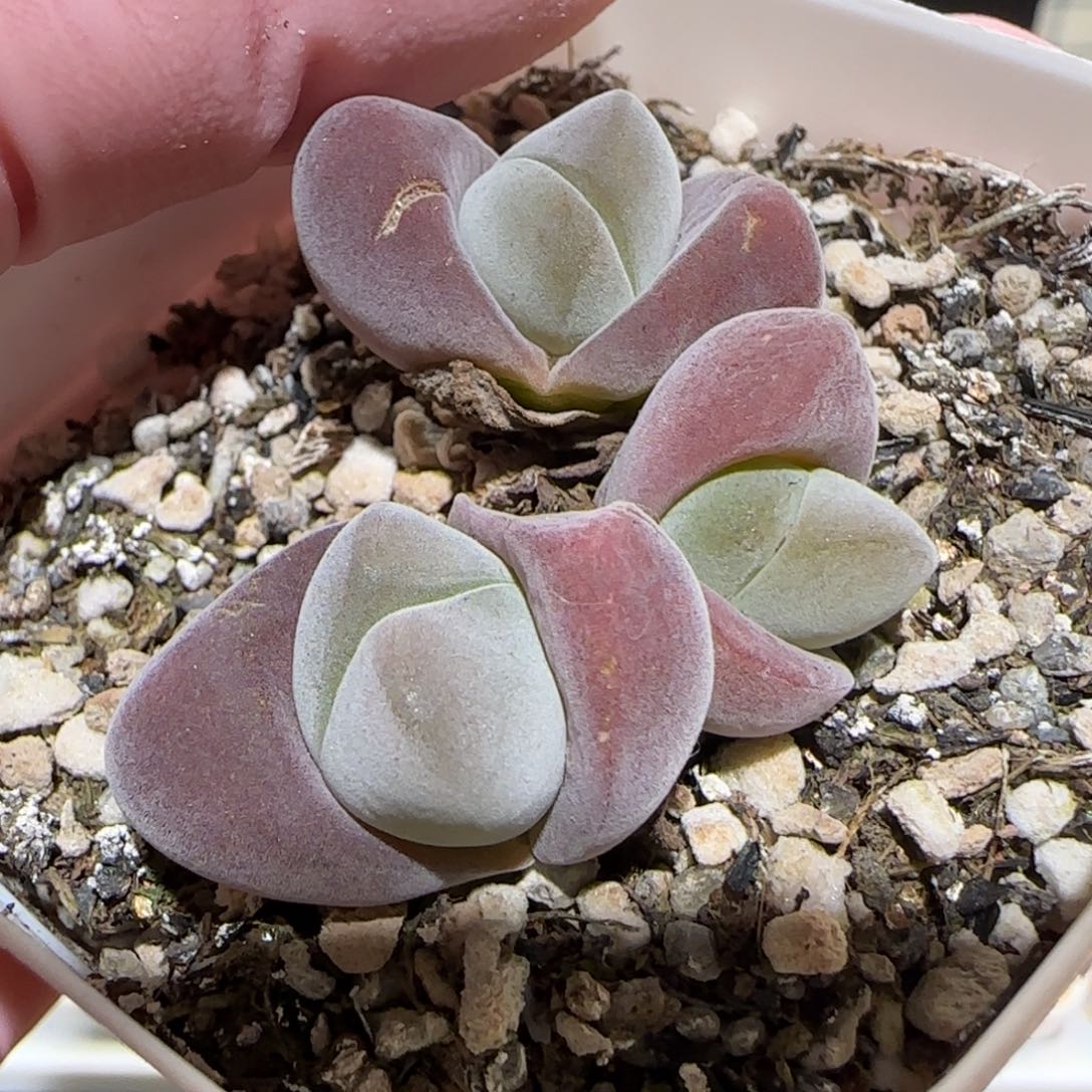 肉锥多肉植物百科-1423