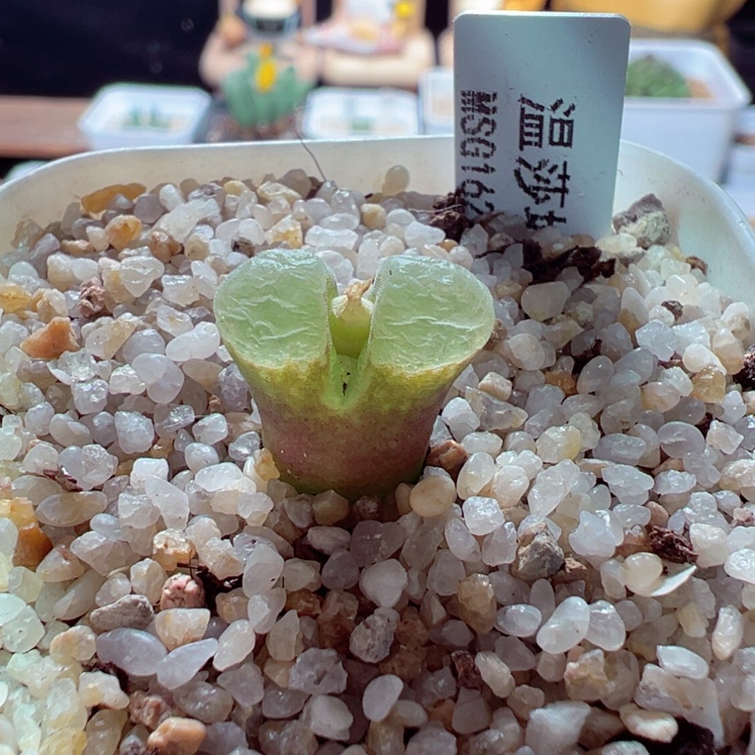 1204-585多肉多肉温莎