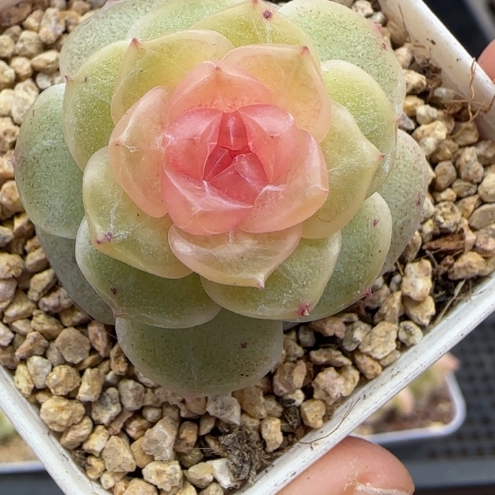 325号仙音风花雪月