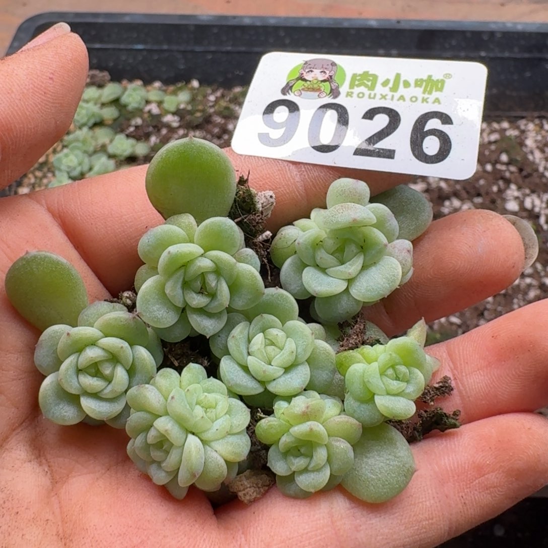 多肉植物多肉植物