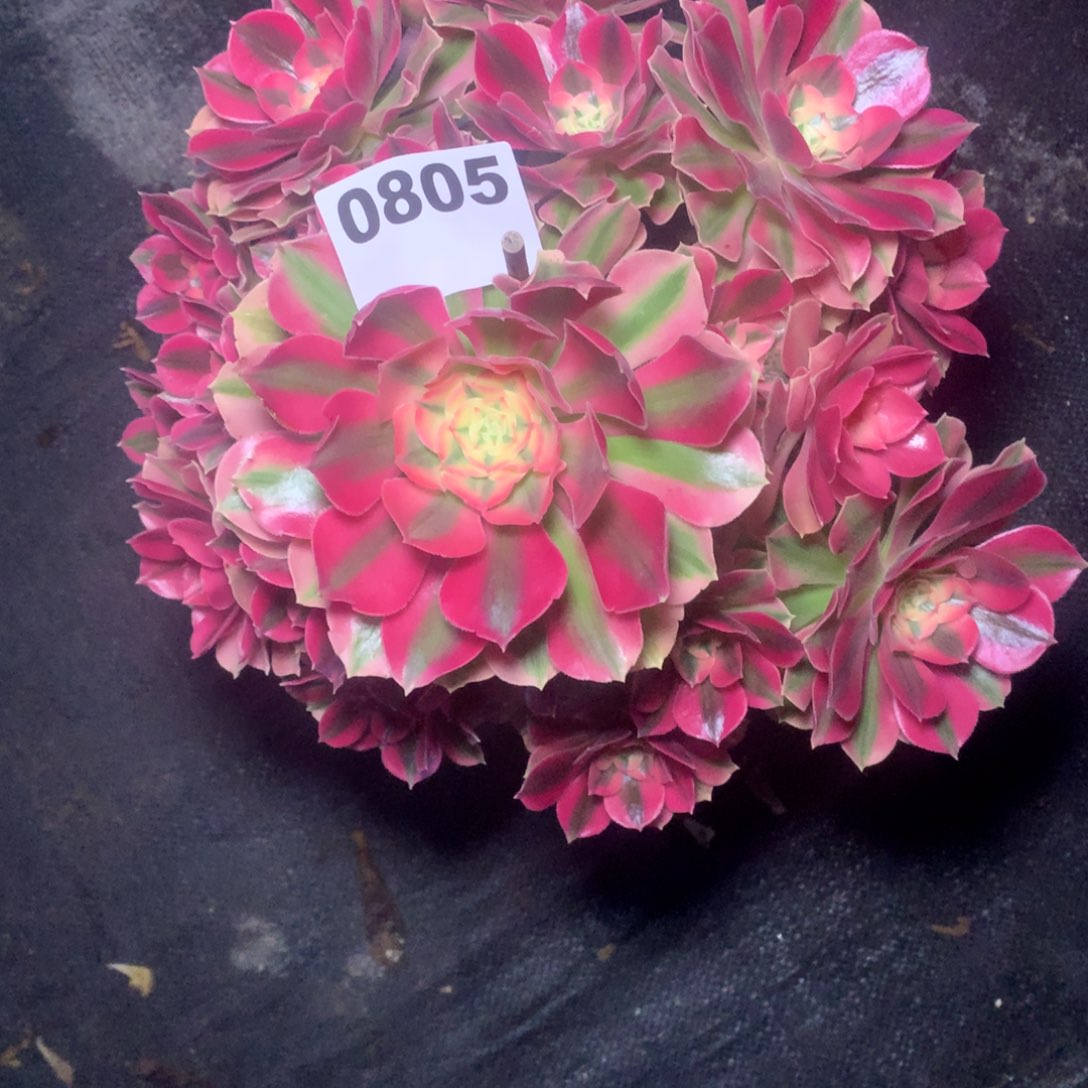 粉女巫805法师多肉植物3300000