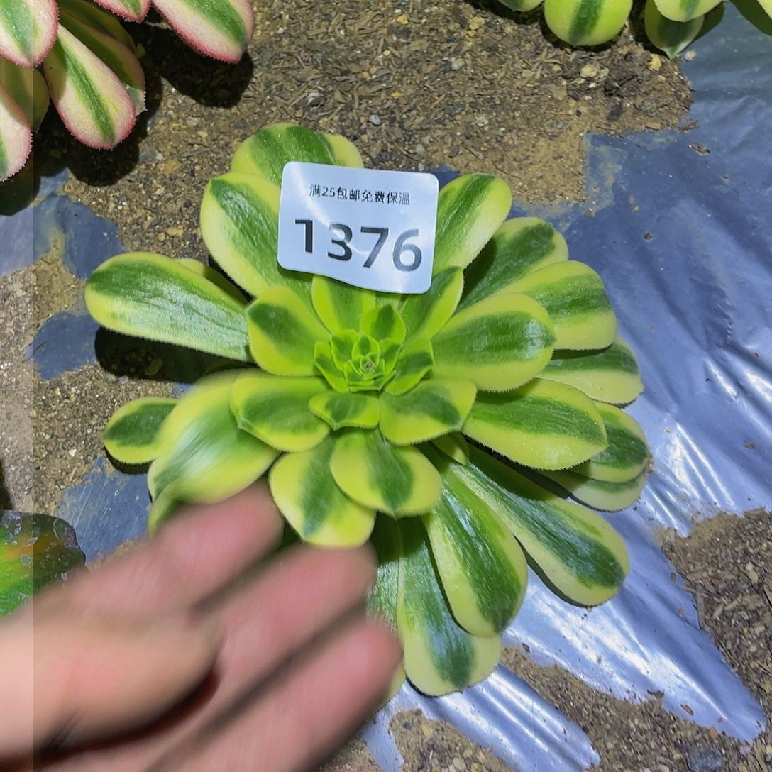 1376金丝翡翠多肉植物