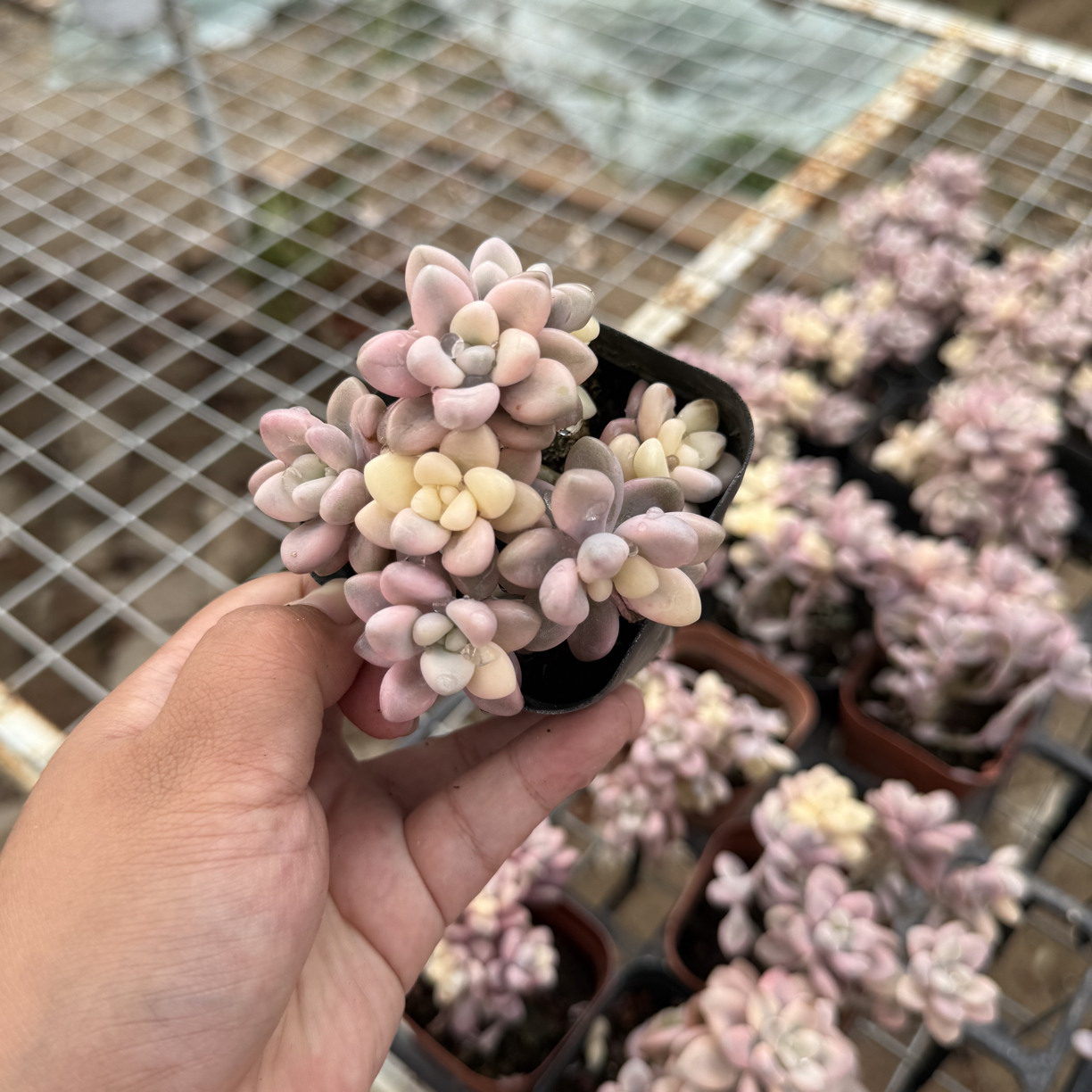 新疆包邮 艾伦锦群生