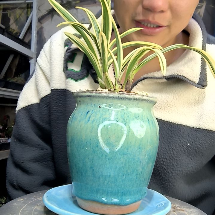 ****中青园艺一物一拍花185