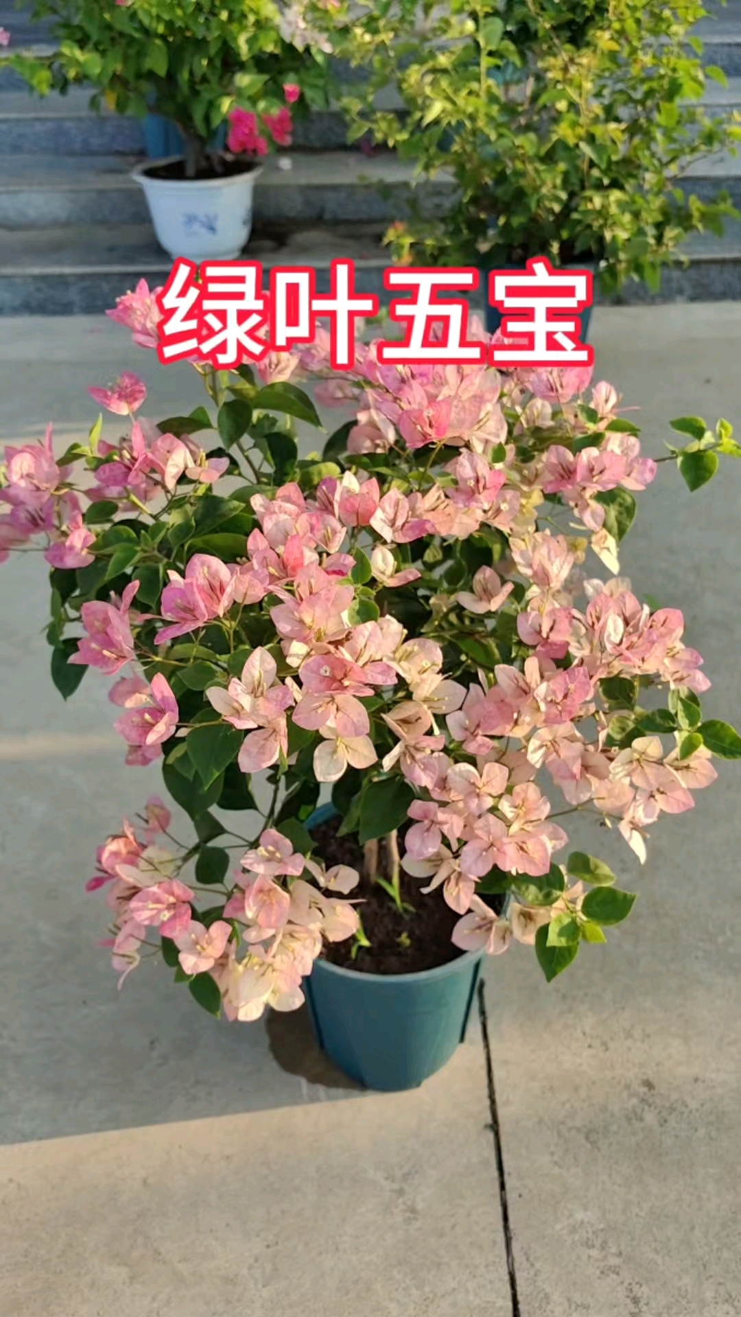 【绿叶五宝】【包售后一个月】【包对版】三角梅四季开花爬藤飘枝好养护