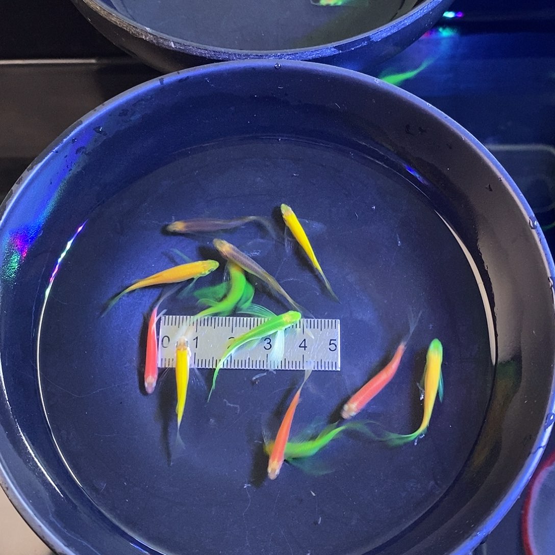 斑马鱼蝶翼斑马5色各2个➕2备损共12个