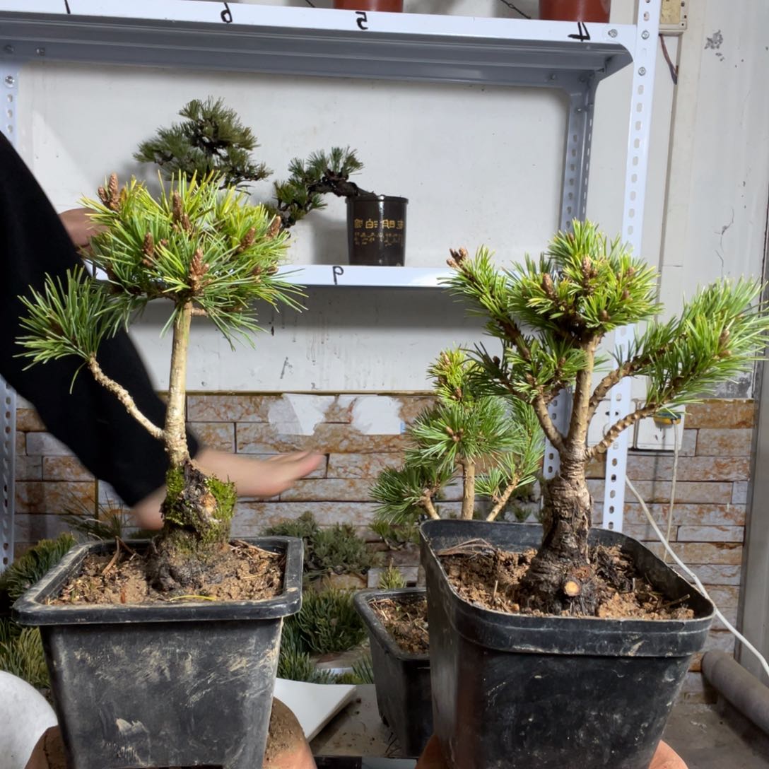 田*海辛乐五针松两颗80