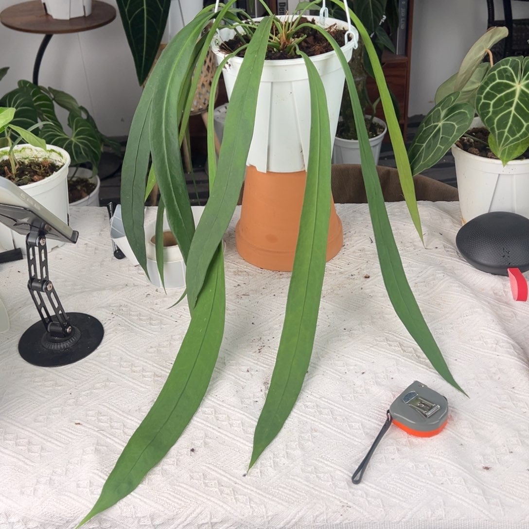 完全开放双头维塔叶长59