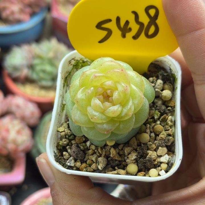 新品珍妮单头5438