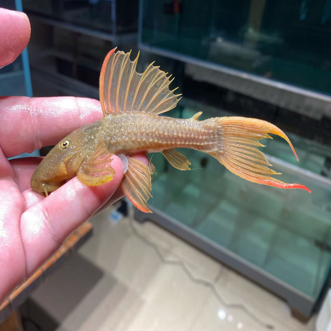 异型鱼L24绿裳红剑尾坦克12-13