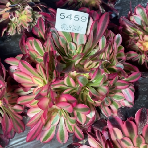 美杜莎多肉多肉5459