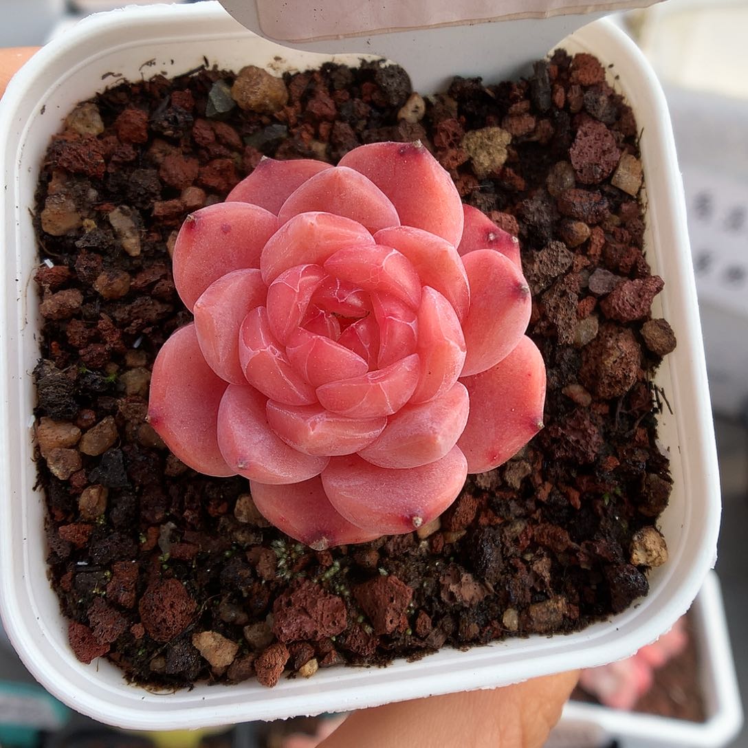 806糖心多肉植物