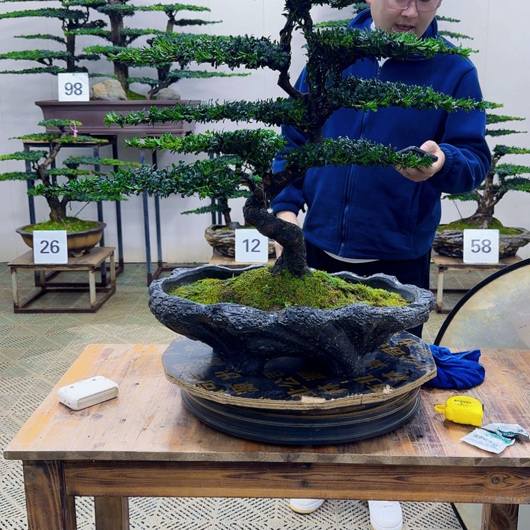 无花朵珍珠红芽罗汉松造型盆景