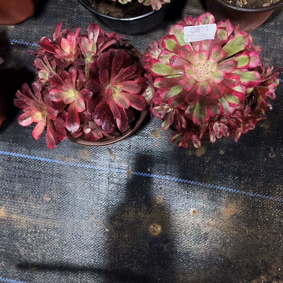 多肉植物803两小颗