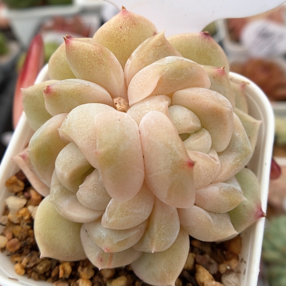 良辰双头可拍9880号