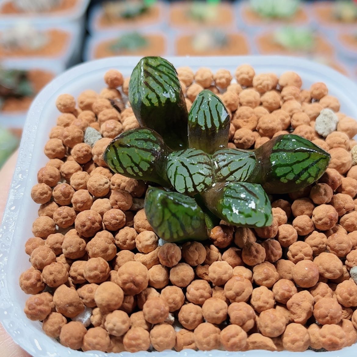 【闪购商品】魔界变异