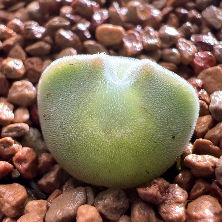 151。青蛙2年 超短耳大眼睛。大大眼