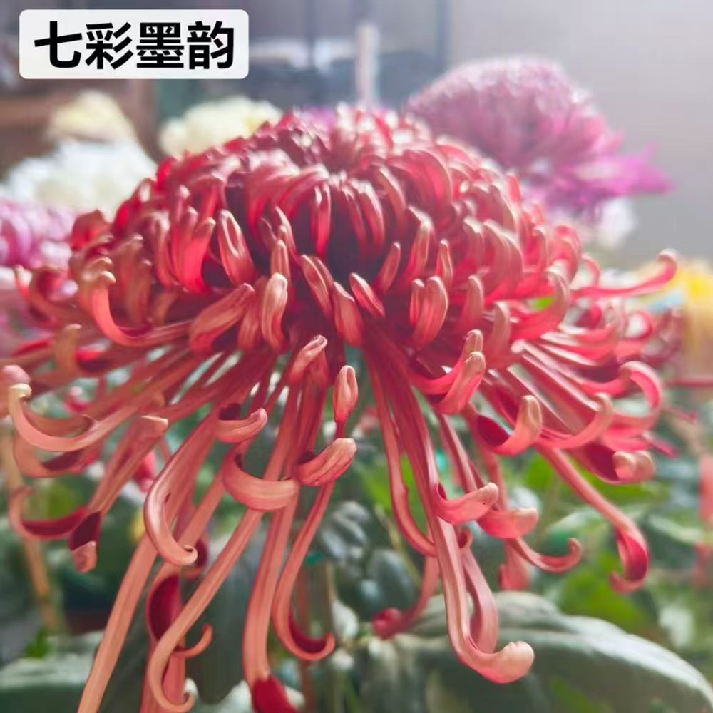 （七彩墨韵独本菊）九月大花富贵菊简单好养护