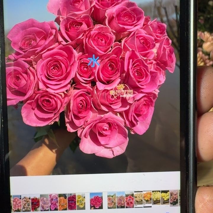 无花朵水根接小苗