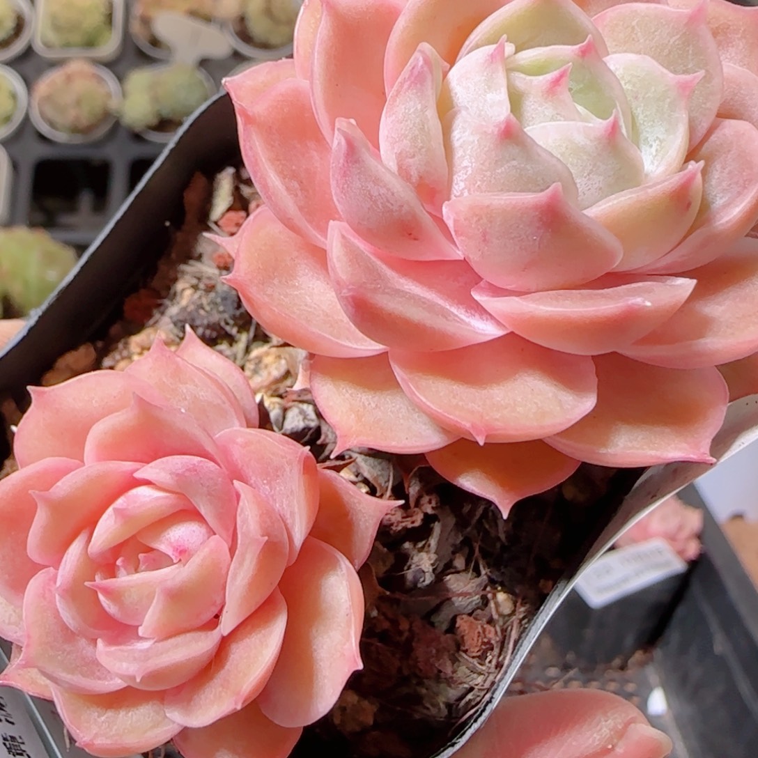 花语多肉1208-139盎司娜