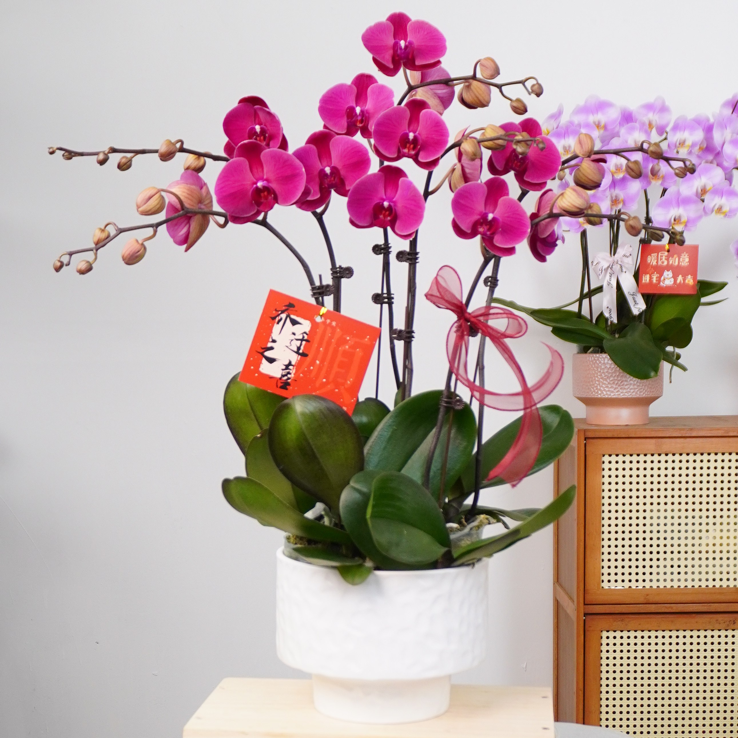 【朝阳】蝴蝶兰四季精美花卉观果植物