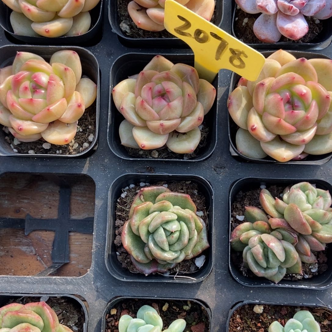 ****天2078夏洛玫瑰多肉植物