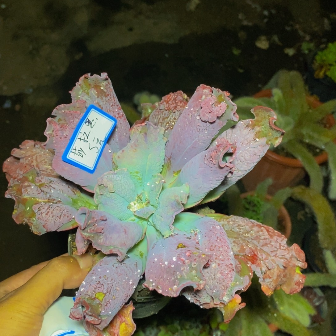 莎****一物一拍一物一拍