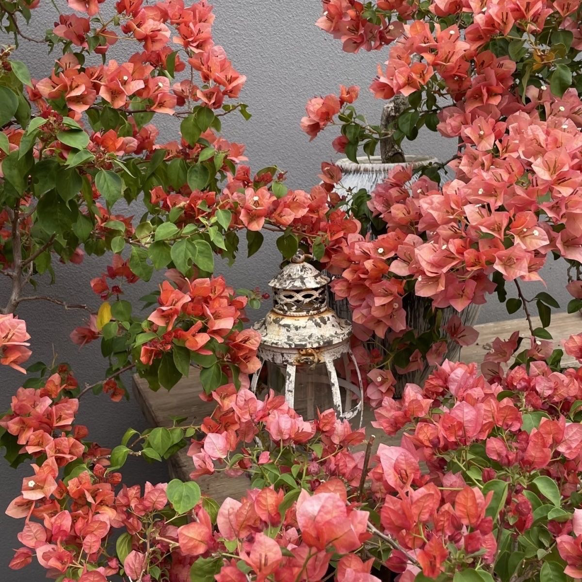 日落三角梅盆栽四级勤花室内外好养活带盆带土带花苞