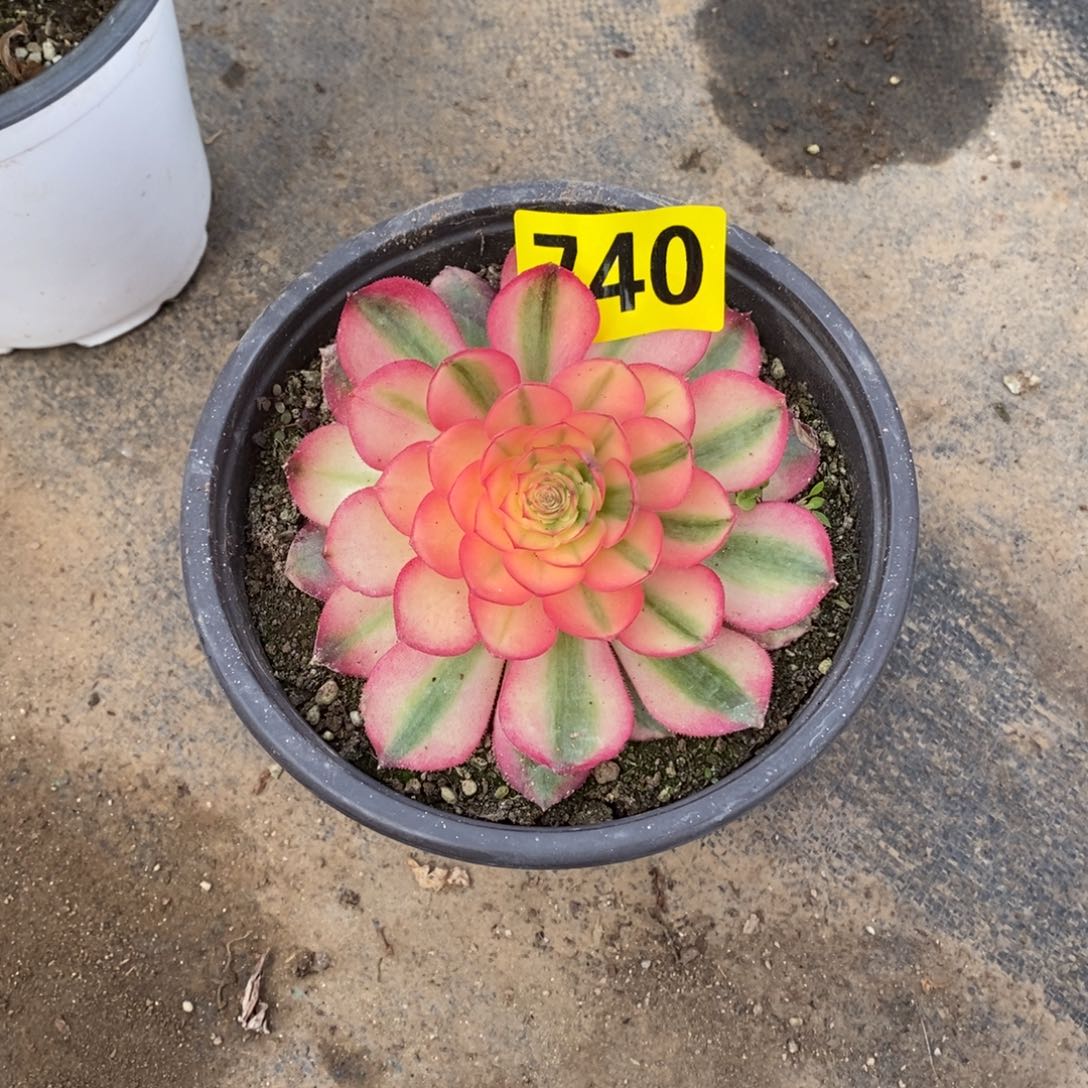 荔枝多肉法师740