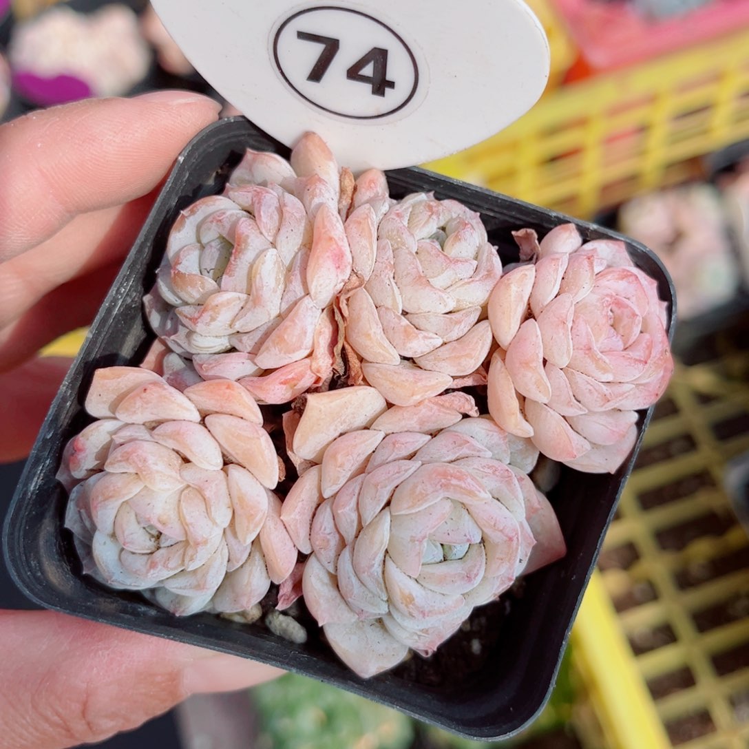 74号小老桩玉凝群