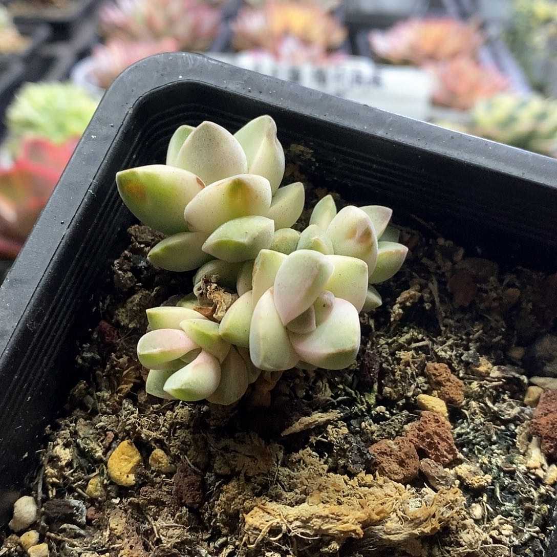 20151纪之川锦群多肉