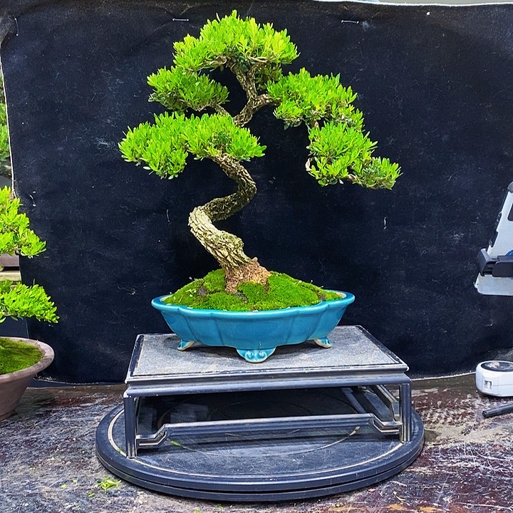 无花朵M黄杨盆景四季常青