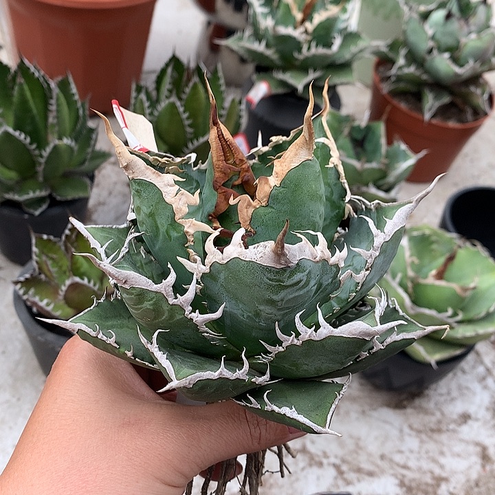 398精品海王112222225