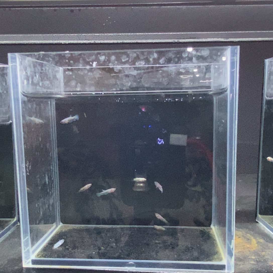 斗鱼包活不包损所见即所得022
