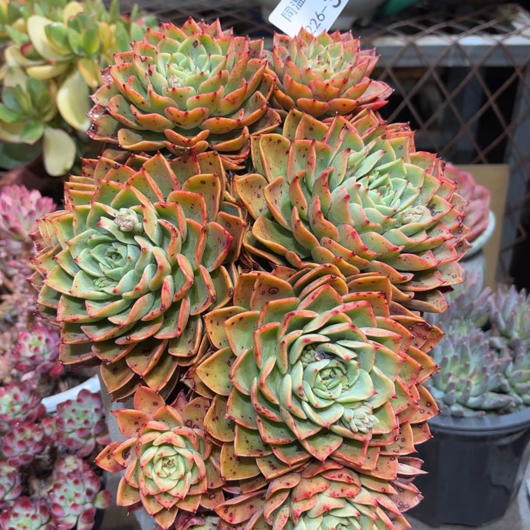 同温层多肉贝拉多娜333