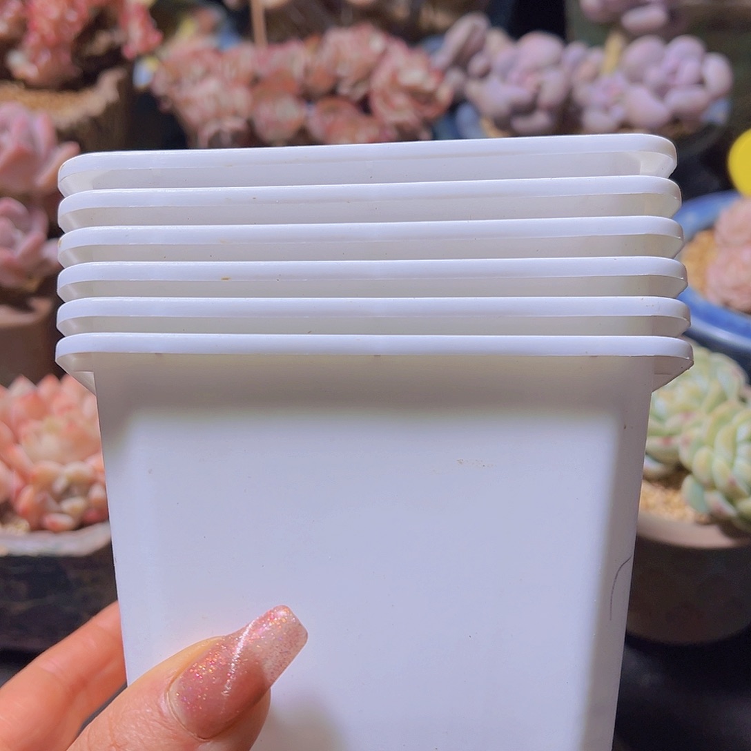 12公分小白方，20个