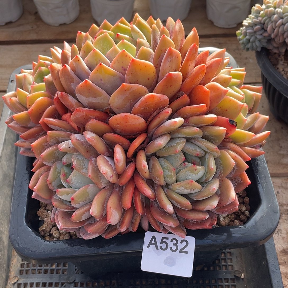 532多肉植物多肉植物