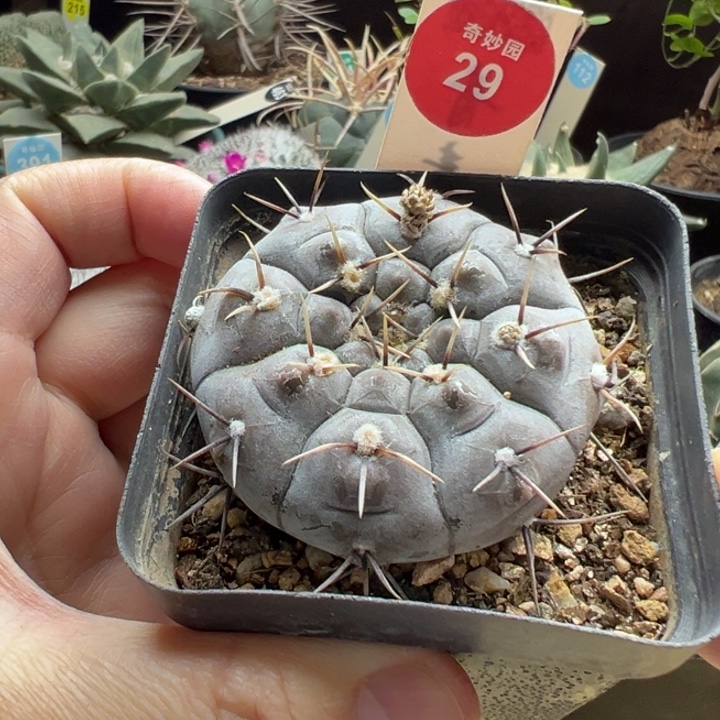 实生上蜡黑刺铅皮5cm