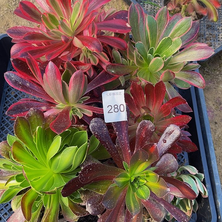 法师锦多肉组合280