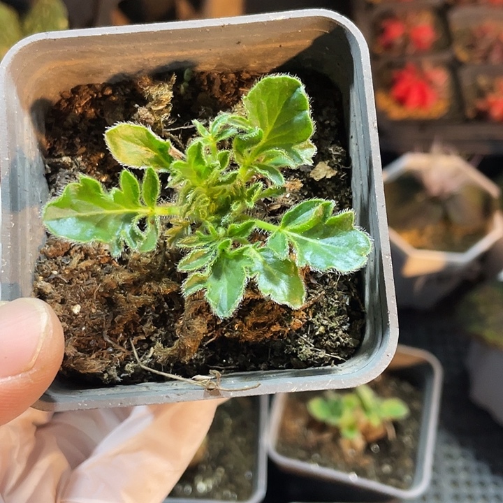 橙****300黑花杨葵块根，