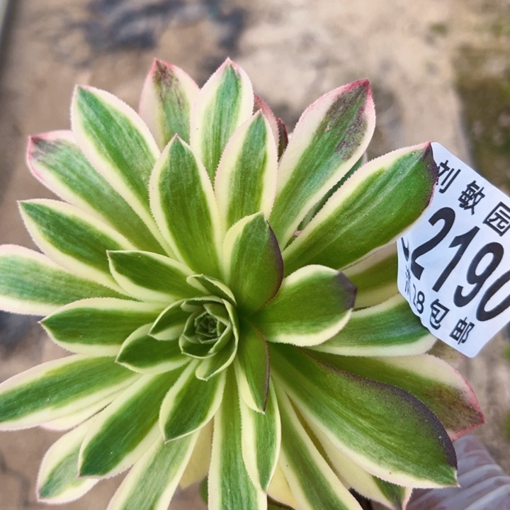 2190多肉植物法师法师