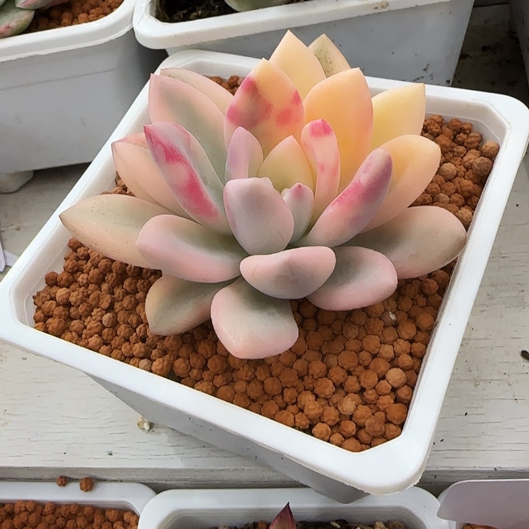 彩色奥普锦多肉植物